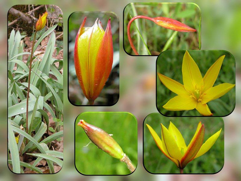 Tulipa australis