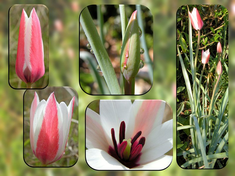 Tulipa clusiana
