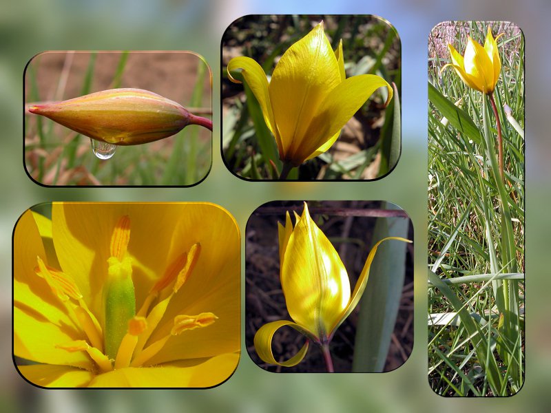 Tulipa sylvestris subsp. sylvestris