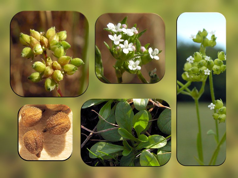 Valerianella dentata