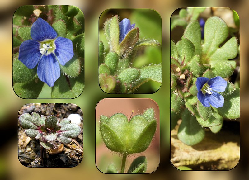 Veronica triphyllos