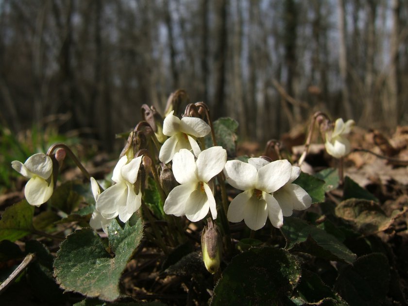 Viola alba