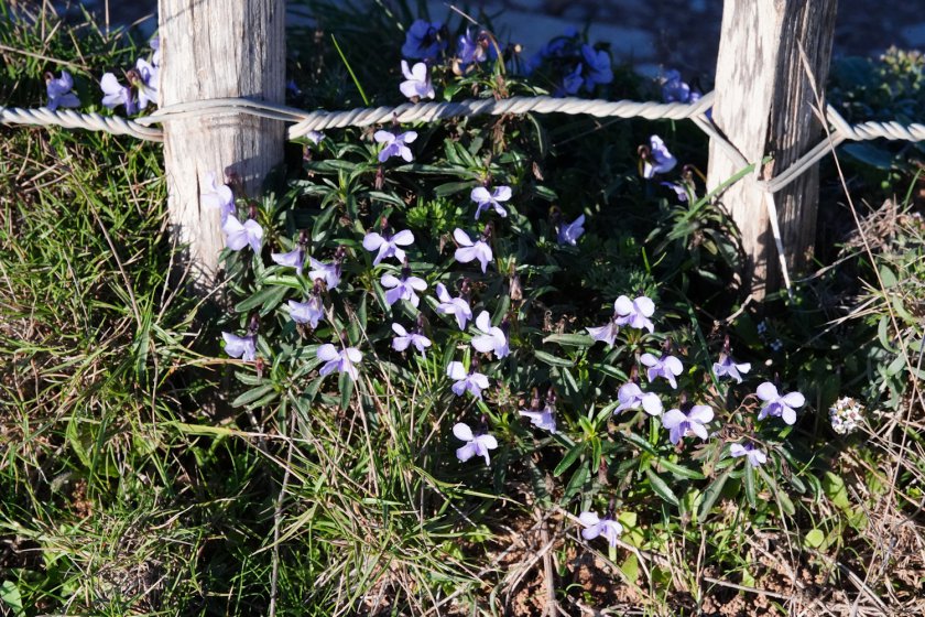 Viola arborescens