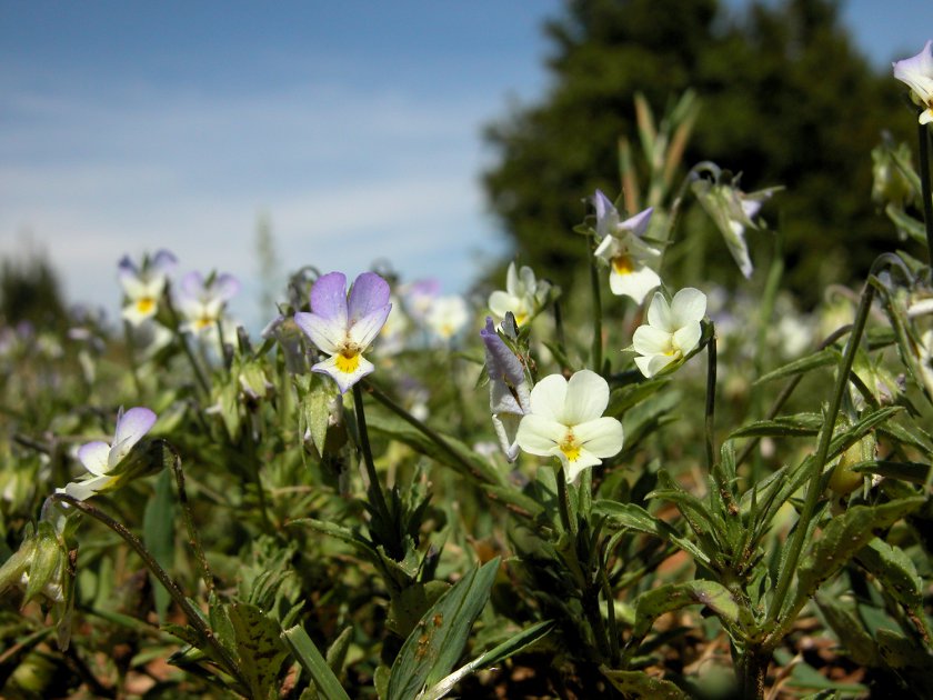 Viola arvensis