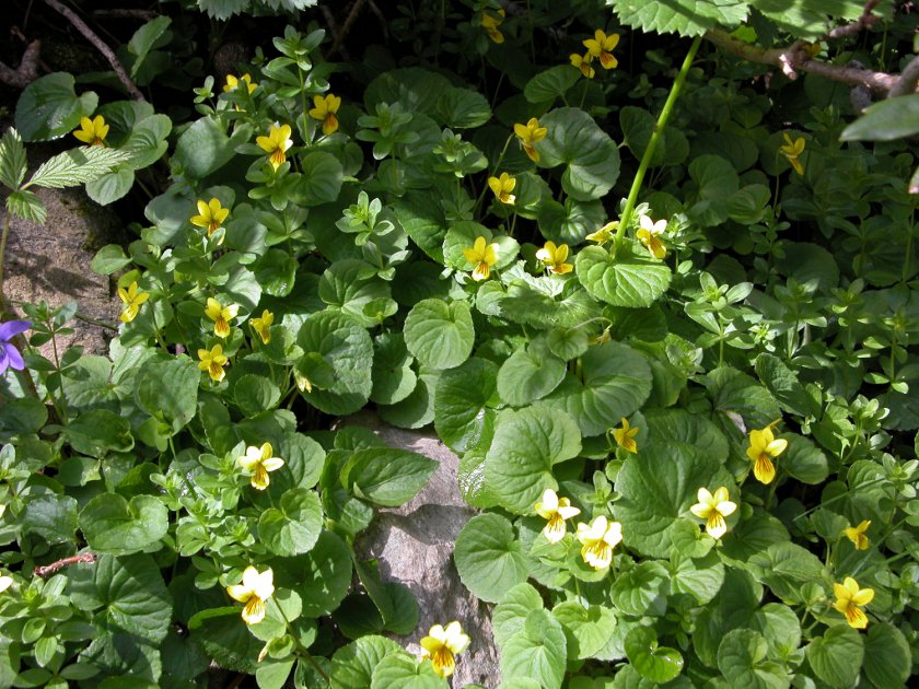 Viola biflora