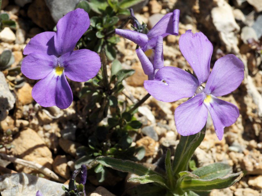 Viola cenisia