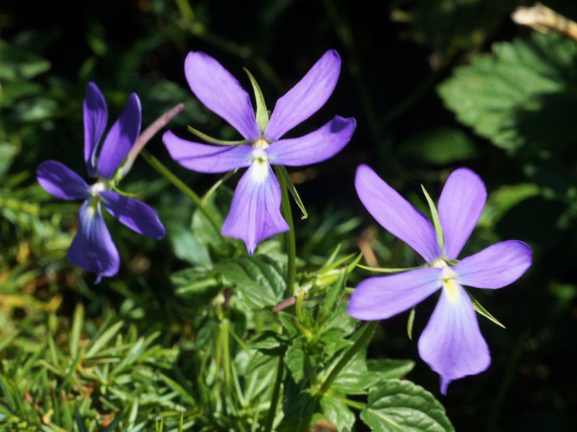 Viola cornuta