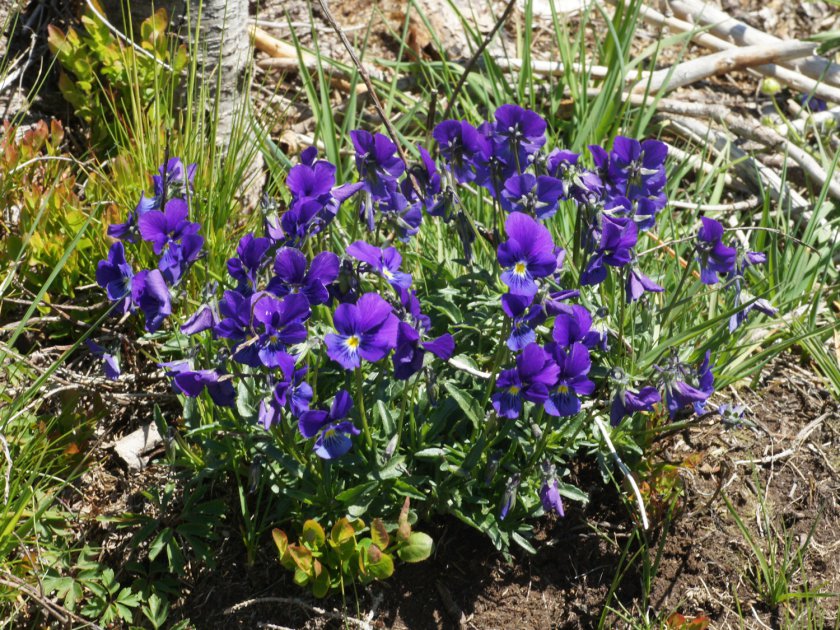Viola lutea subsp. lutea
