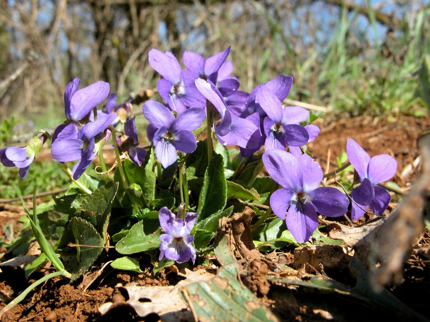 Viola odorata